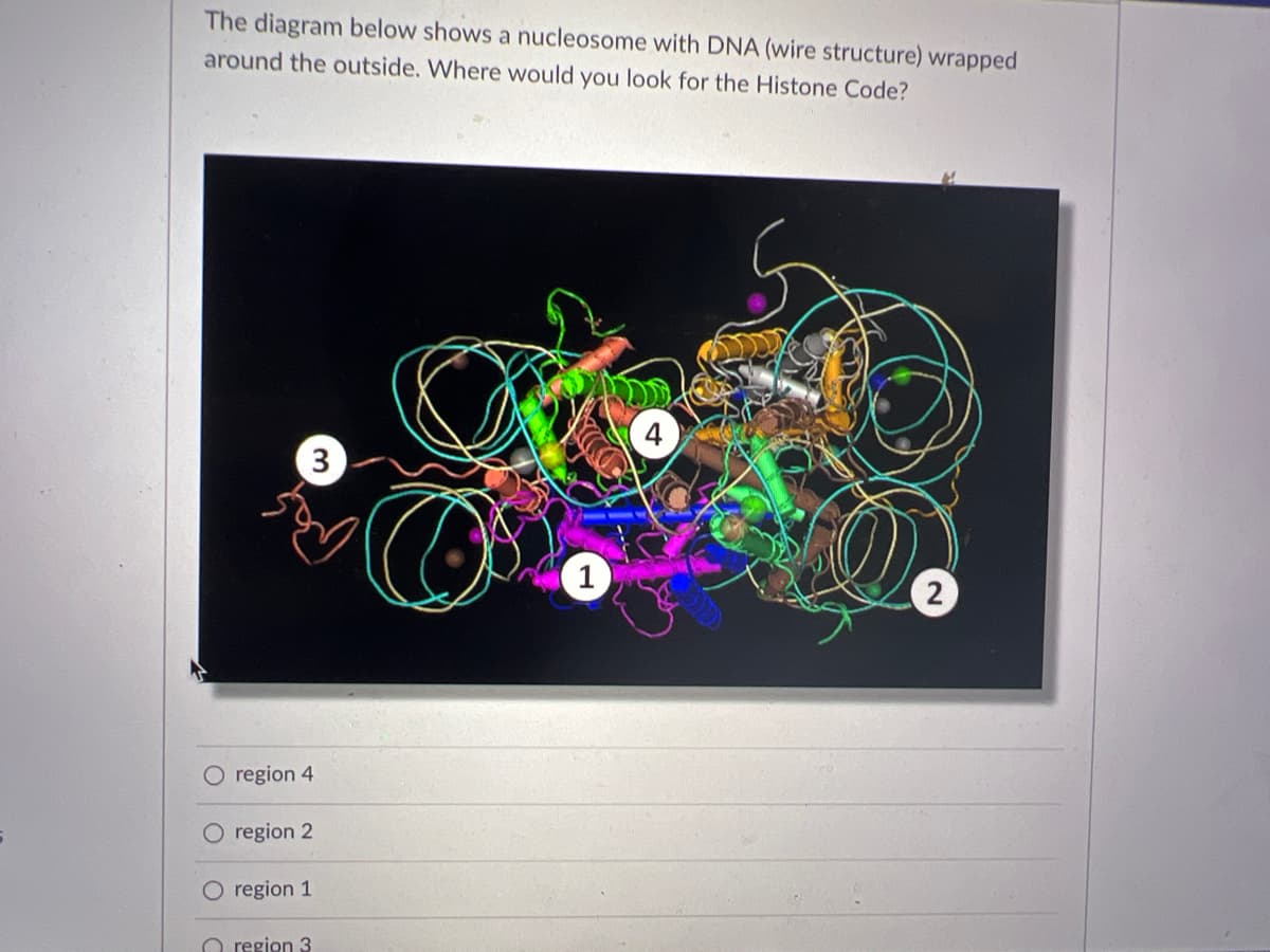 The diagram below shows a nucleosome with DNA (wire structure) wrapped
around the outside. Where would you look for the Histone Code?
3
2
region 4
region 2
O region 1
O region 3
