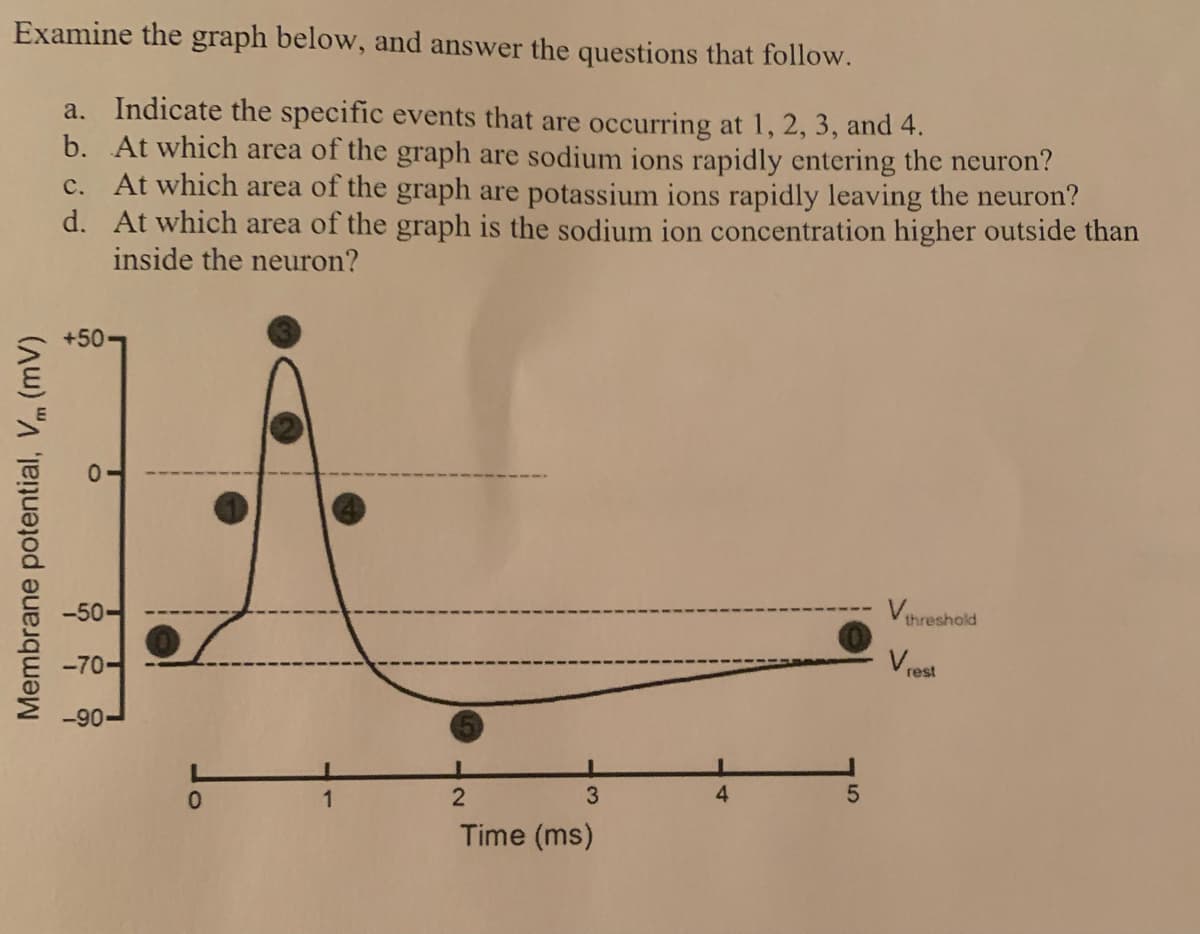 Examine the graph below, and answer the questions that follow.
a. Indicate the specific events that are occurring at 1, 2, 3, and 4.
b. At which area of the graph are sodium ions rapidly entering the neuron?
c. At which area of the graph are potassium ions rapidly leaving the neuron?
At which area of the graph is the sodium ion concentration higher outside than
inside the neuron?
d.
Membrane potential, V (mV)
+50-
-50-
-70-
-90-
0
1
1
2
3
Time (ms)
4
5
V₁
Vrest
threshold