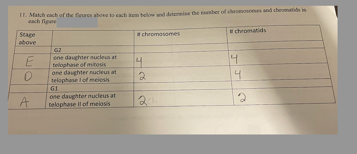 11. Match each of the figures above to each item below and determine the number of chromosomes and chromatids in
each figure
Stage
above
E
D
A
G2
one daughter nucleus at
telophase of mitosis
one daughter nucleus at
telophase I of meiosis
G1
one daughter nucleus at
telophase II of meiosis
# chromosomes
4
2
2ch
#chromatids
4
4
2