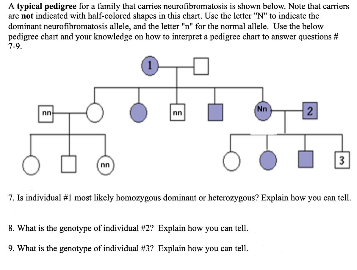 A typical pedigree for a family that carries neurofibromatosis is shown below. Note that carriers
are not indicated with half-colored shapes in this chart. Use the letter "N" to indicate the
dominant neurofibromatosis allele, and the letter "n" for the normal allele. Use the below
pedigree chart and your knowledge on how to interpret a pedigree chart to answer questions #
7-9.
1
Nn
nn
nn
3
nn
7. Is individual #1 most likely homozygous dominant or heterozygous? Explain how you can tell.
8. What is the genotype of individual #2? Explain how you can tell.
9. What is the genotype of individual #3? Explain how you can tell.
2)
