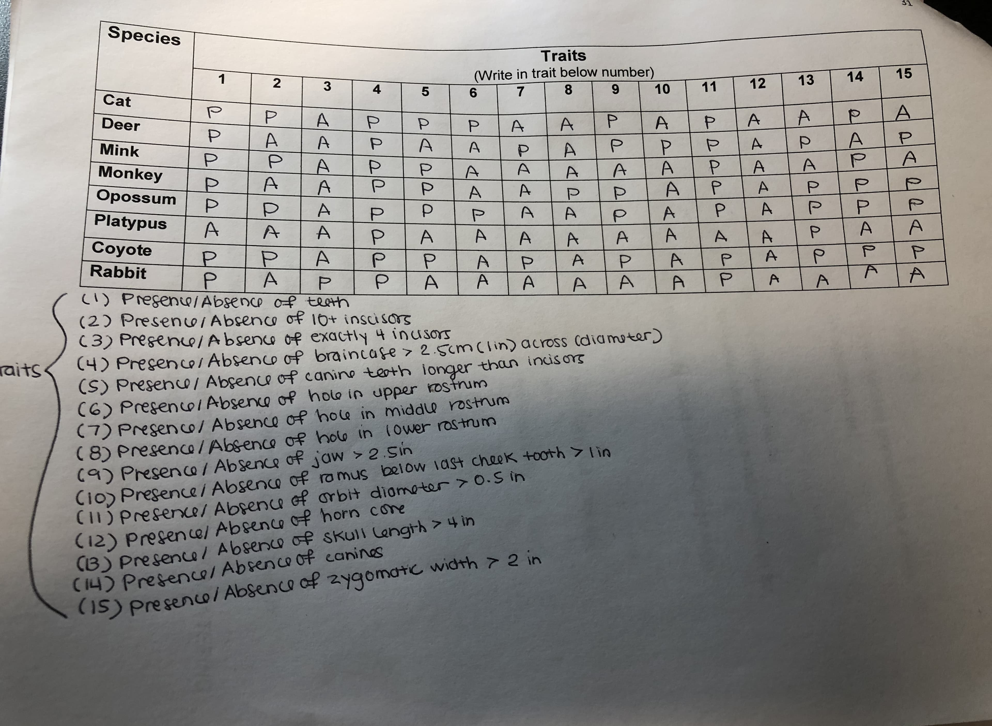 Species
Traits
(Write in trait below number)
15
14
13
4
12
8.
11
10
Cat
7
6.
Deer
Mink
P.
Monkey
Opossum
Platypus
Coyote
P.
P.
Rabbit
(1) Presence/Absence of teeth
(2) PresenuIAbsence of 10+ inscisos
(3) Presence/Absence of exactly 4 inu sors
(4) Presences Absence of braincafe > 2.5cm(lin) across (diamoter)
(S) Presenue/ Absence of canine testh ionger than inisors
(6) PresenoIAbsence of hole in upper kostrum
(7) Presenco/ Absence of hole in middle rostrum
( 8) Presence/Absence of holo in 10wer rastrum
(9) Presence/ Absence of jaw > 2.Sin
Cio) Presence/ Absence of romus below iast cheek tooth >lin
C1) Presence/ Absence of orbit diameter > 0.S in
(12) Presence/ Absence off horn cone
(B) Presence/ Absence of skull Length>4 in
(14) Presence/ Absence of canines
(IS) Presenco/ Absence of zygomatc width 7 2 in
raits
APAPRAPA
2APPPAPA
(0APR 026
A <AAAAAA
PPPPPAPP
APAAAAAA
PPAPQAPA
AAAP4AAA
PAAA APA
PAAA DAAA
PAPPa PA
AAAAA4A
2
PAPAD<P
