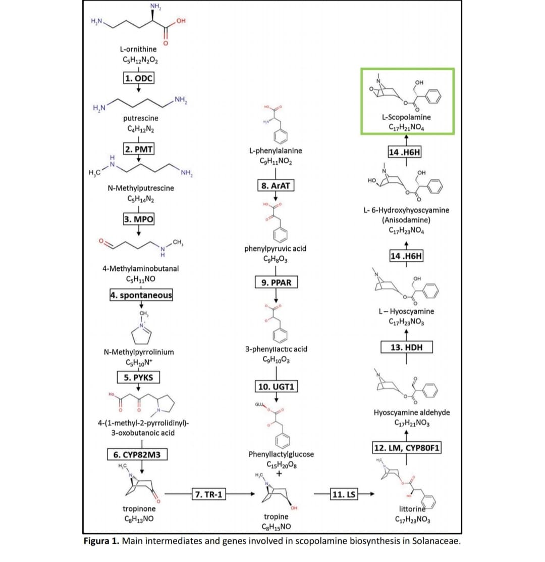 NH,
H,N.
OH
L-ornithine
C5H12N2O2
1. ODC
NH,
H,N°
L-Scopolamine
C1,H21NO4
putrescine
C4H12N2
2. PMT
L-phenylalanine
CH1NO2
14 .H6H
`NH,
OH
но
8. ArAT
N-Methylputrescine
CSH14N2
L- 6-Hydroxyhyoscyamine
(Anisodamine)
C17H23NO4
3. MPО
phenylpyruvic acid
14 .H6H
4-Methylaminobutanal
CSH11NO
9. PPAR
4. spontaneous
L- Hyoscyamine
C,,H23NO3
CH,
13. HDH
3-phenyllactic acid
C9H10O3
N-Methylpyrrolinium
5. PYKS
|10. UGT1
GLU
Hyoscyamine aldehyde
C1,H21NO3
4-(1-methyl-2-pyrrolidinyl)-
3-oxobutanoic acid
12. LM, CYP80F1
Phenyllactylglucose
C15H2008
+
6. CYР82M3
7. TR-1
11. LS
littorine
tropinone
C3H13NO
OH
tropine
C17H23NO3
C3H15NO
Figura 1. Main intermediates and genes involved in scopolamine biosynthesis in Solanaceae.
