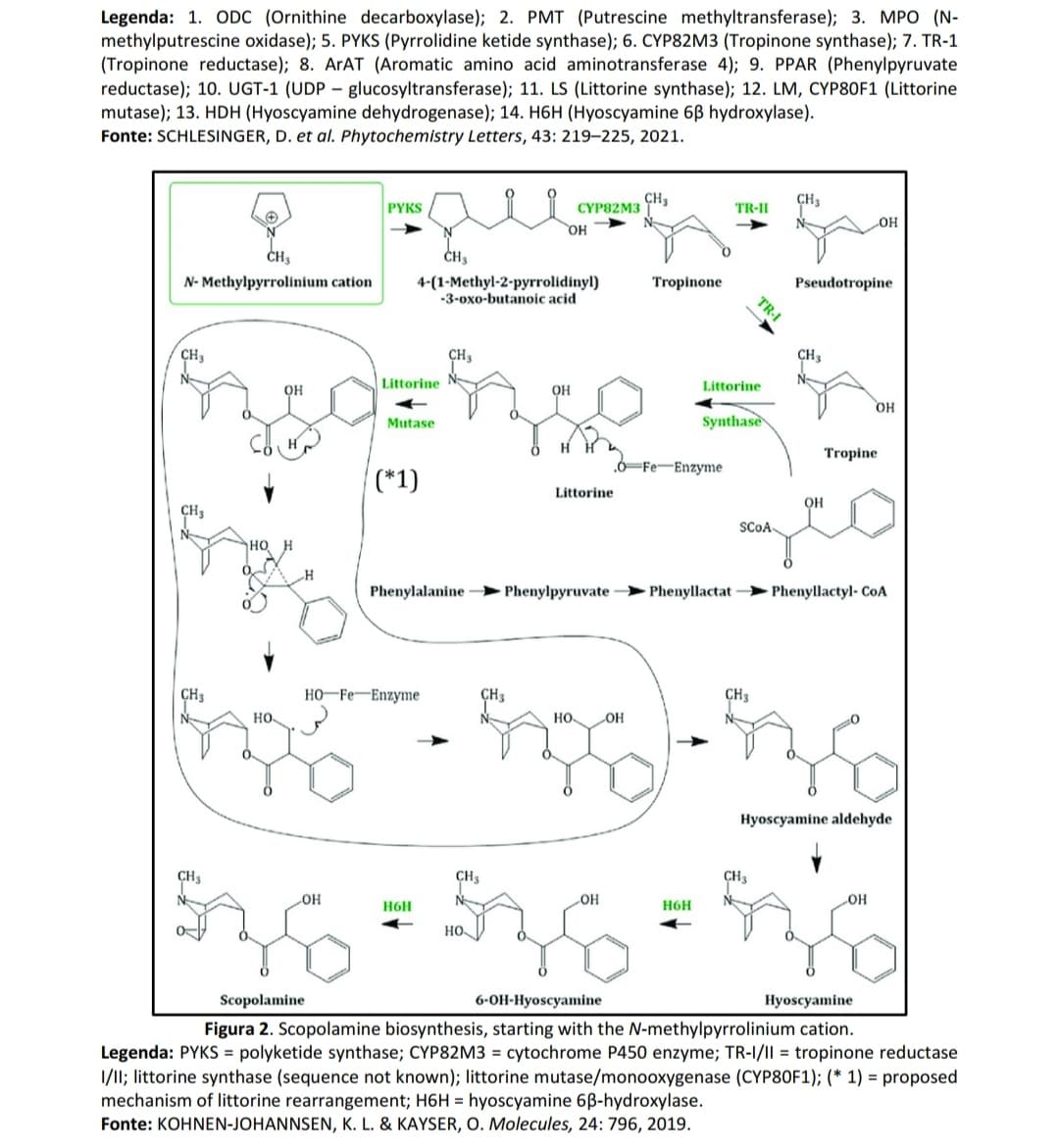 МРО (N-
Legenda: 1. ODC (Ornithine decarboxylase); 2. PMT (Putrescine methyltransferase);
methylputrescine oxidase); 5. PYKS (Pyrrolidine ketide synthase); 6. CYP82M3 (Tropinone synthase); 7. TR-1
(Tropinone reductase); 8. ArAT (Aromatic amino acid aminotransferase 4); 9. PPAR (Phenylpyruvate
reductase); 10. UGT-1 (UDP – glucosyltransferase); 11. LS (Littorine synthase); 12. LM, CYP80F1 (Littorine
mutase); 13. HDH (Hyoscyamine dehydrogenase); 14. H6H (Hyoscyamine 6B hydroxylase).
Fonte: SCHLESINGER, D. et al. Phytochemistry Letters, 43: 219–225, 2021.
CH3
CYP82M3
CH3
PYKS
TR-II
N
OH
HO
N- Methylpyrrolinium cation
4-(1-Methyl-2-pyrrolidinyl)
-3-oxo-butanoic acid
Tropinone
Pseudotropine
TR-I
CH3
ÇH3
CH3
Littorine
Littorine
он
OH
OH
Mutase
Synthase
Tropine
.6-Fe-Enzyme
(*1)
Littorine
OH
CH3
SCOA
но
Phenylalanine
Phenylpyruvate > Phenyllactat
Phenyllactyl- CoA
CH3
но -Fe —Enzyme
CH3
HO
но
COH
Hyoscyamine aldehyde
CH3
CH3
CH3
он
OH
H6H
H6H
HO
Scopolamine
6-OH-Hyoscyamine
Hyoscyamine
Figura 2. Scopolamine biosynthesis, starting with the N-methylpyrrolinium cation.
Legenda: PYKS = polyketide synthase; CYP82M3 = cytochrome P450 enzyme; TR-I/II = tropinone reductase
1/1I; littorine synthase (sequence not known); littorine mutase/monooxygenase (CYP80F1); (* 1) = proposed
mechanism of littorine rearrangement; H6H = hyoscyamine 6B-hydroxylase.
Fonte: KOHNEN-JOHANNSEN, K. L. & KAYSER, O. Molecules, 24: 796, 2019.
