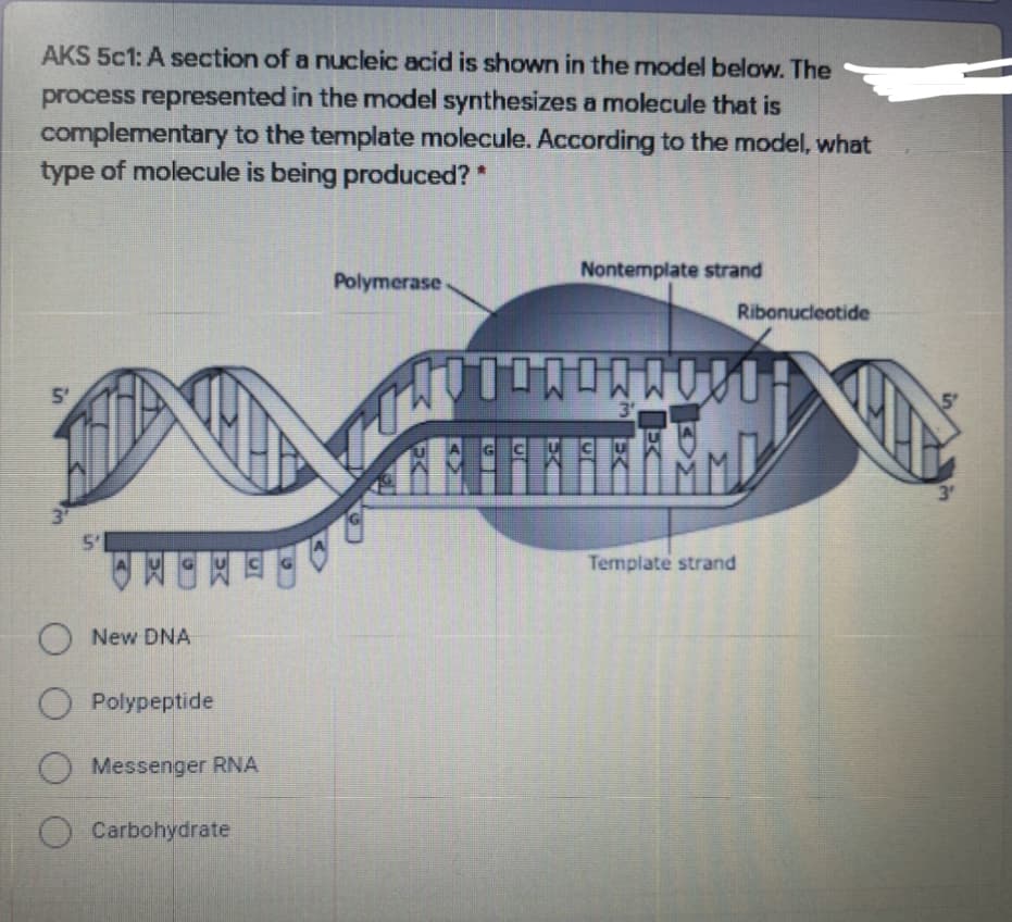 AKS 5c1: A section of a nucleic acid is shown in the model below. The
process represented in the model synthesizes a molecule that is
complementary to the template molecule. According to the model, what
type of molecule is being produced? *
Polymerase
Nontemplate strand
Ribonucleotide
5'
3
3
3'
Template strand
O New DNA
O Polypeptide
O Messenger RNA
O Carbohydrate
