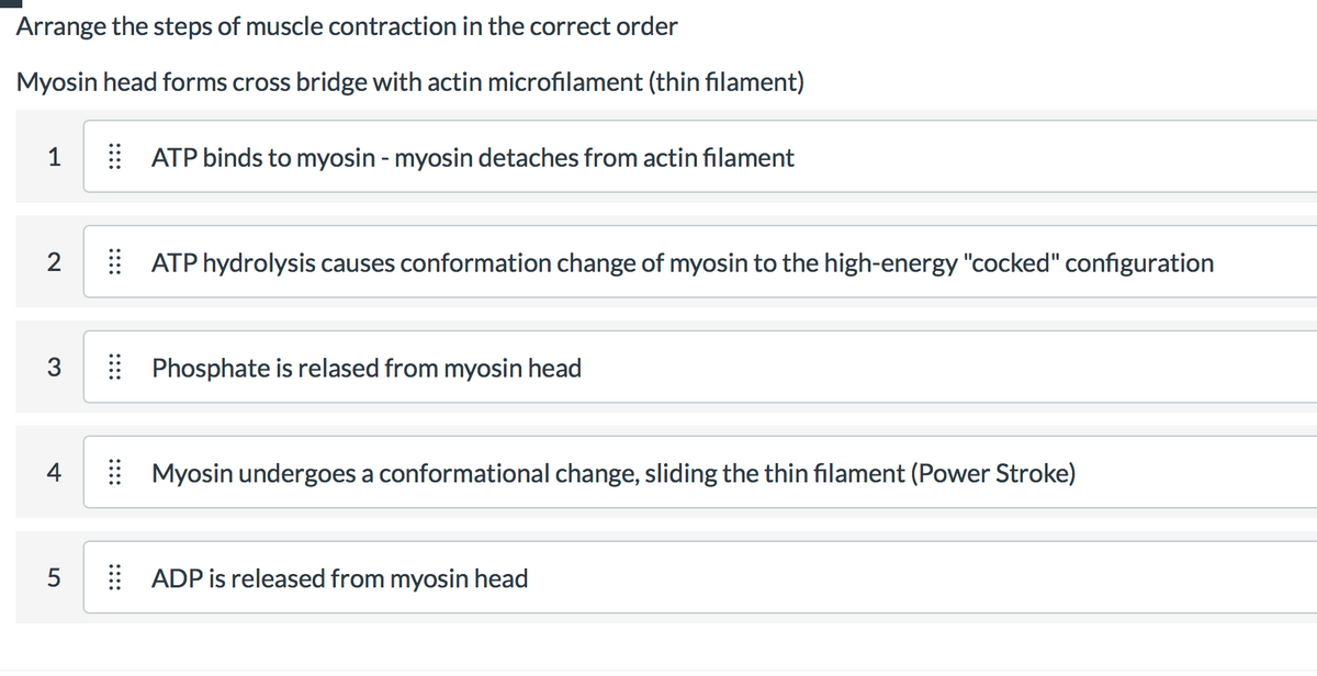 Arrange the steps of muscle contraction in the correct order
Myosin head forms cross bridge with actin microfilament (thin filament)
1
| ATP binds to myosin - myosin detaches from actin filament
2
ATP hydrolysis causes conformation change of myosin to the high-energy "cocked" configuration
3
| Phosphate is relased from myosin head
4
Myosin undergoes a conformational change, sliding the thin filament (Power Stroke)
ADP is released from myosin head
::::
