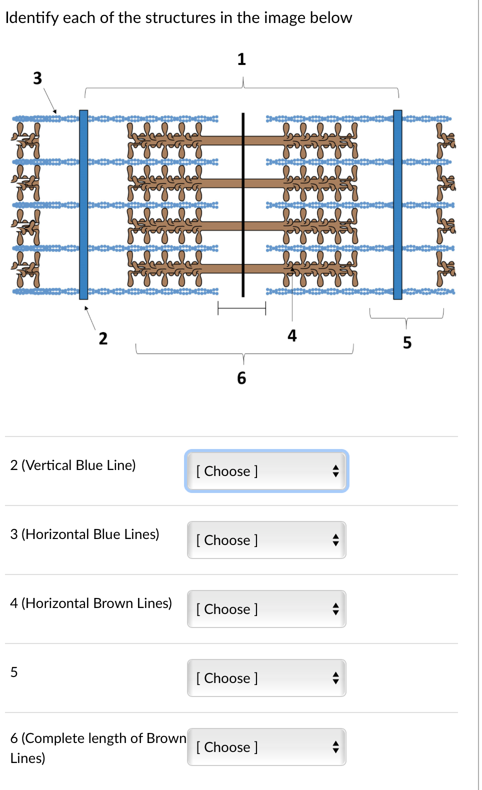 Identify each of the structures in the image below
1
3
2
4
5
6
2 (Vertical Blue Line)
[ Choose ]
3 (Horizontal Blue Lines)
[ Choose ]
4 (Horizontal Brown Lines)
[ Choose ]
[ Choose ]
6 (Complete length of Brown
[ Choose ]
Lines)
