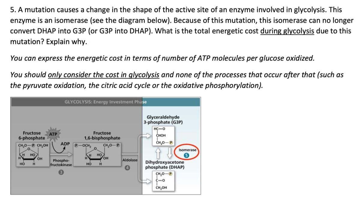 5. A mutation causes a change in the shape of the active site of an enzyme involved in glycolysis. This
enzyme is an isomerase (see the diagram below). Because of this mutation, this isomerase can no longer
convert DHAP into G3P (or G3P into DHAP). What is the total energetic cost during glycolysis due to this
mutation? Explain why.
You can express the energetic cost in terms of number of ATP molecules per glucose oxidized.
You should only consider the cost in glycolysis and none of the processes that occur after that (such as
the pyruvate oxidation, the citric acid cycle or the oxidative phosphorylation).
Fructose ATP
6-phosphate
CH₂0-P CH₂OH
H
H HO
HO
H
OH
GLYCOLYSIS: Energy Investment Phase
Fructose
1,6-bisphosphate
ADP P-OCH ₂
Phospho-
fructokinase
3
H HO
H
HO
H
CH₂O-P
OH
Aldolase
Glyceraldehyde
3-phosphate (G3P)
HC-0
CHOH
CH₂O-P
Isomerase
5
Dihydroxyacetone
phosphate (DHAP)
CH₂0-P
C=O
CH₂OH