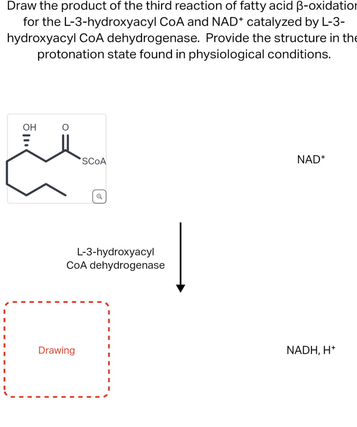 Draw the product of the third reaction of fatty acid ß-oxidation
for the L-3-hydroxyacyl CoA and NAD* catalyzed by L-3-
hydroxyacyl CoA dehydrogenase. Provide the structure in the
protonation state found in physiological conditions.
ㅎ...
OH
O
SCOA
L-3-hydroxyacyl
CoA dehydrogenase
Drawing
NAD+
NADH, H+