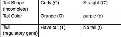 Tail Shape
Curly (C)
Straight (C')
(incomplete)
Tail Color
Orange (O)
purple (o)
Tail
Have tail (T)
No tail (t)
(regulatory gene)
