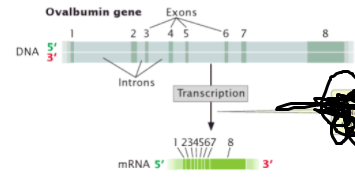 Ovalbumin gene
Exons
2 3
6 7
8.
DNA
3'
Introns
Transcription
1 234567 8
MRNA 5'
3'
