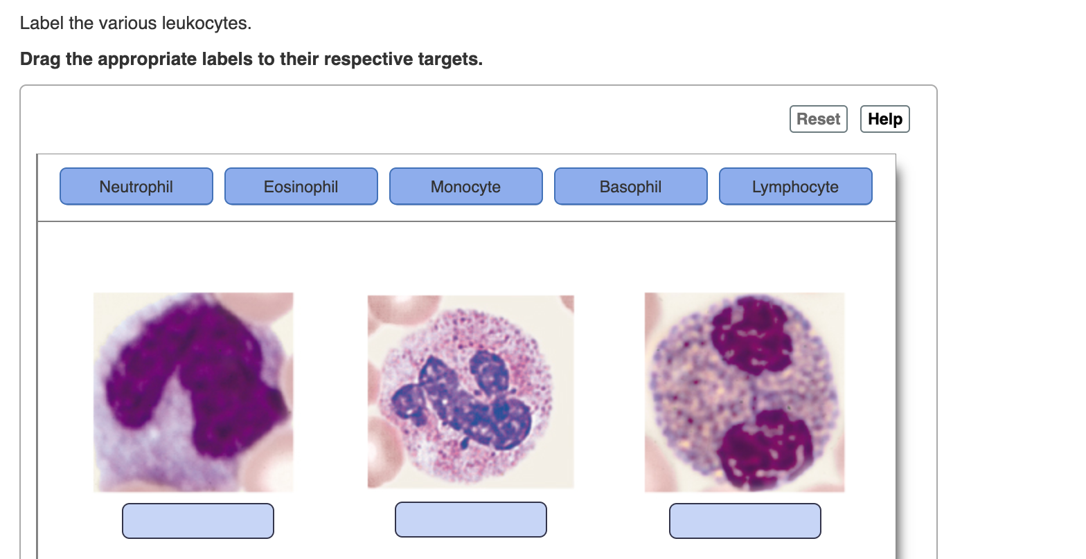 Label the various leukocytes.
Drag the appropriate labels to their respective targets.
