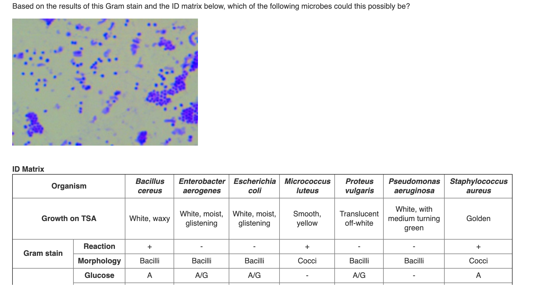 Based on the results of this Gram stain and the ID matrix below, which of the following microbes could this possibly be?
