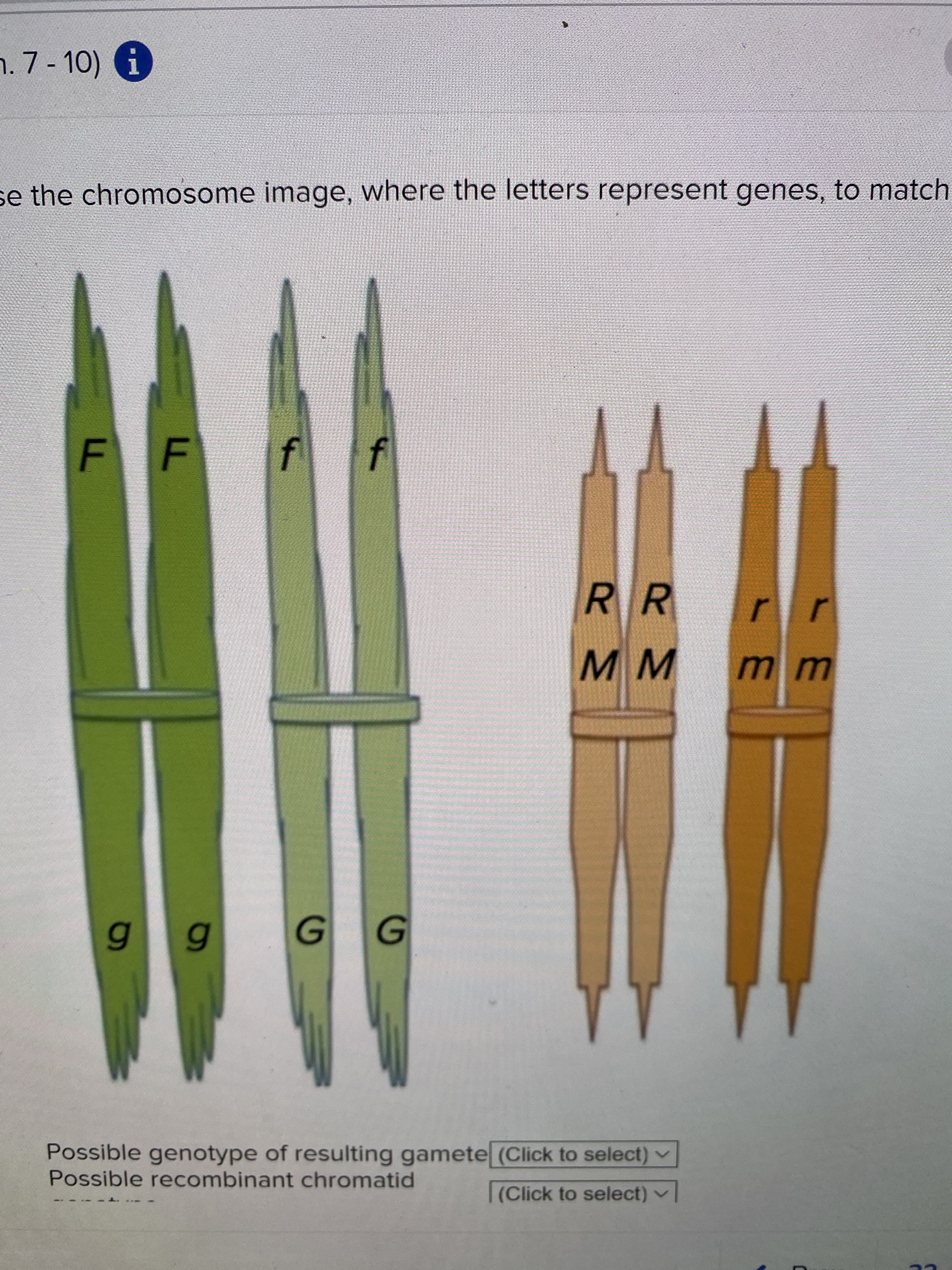 f.
n. 7-10) i
se the chromosome image, where the letters represent genes, to match
FF
RR
m
gg GG
Possible genotype of resulting gamete (Click to select) v
Possible recombinant chromatid
(Click to select) v
