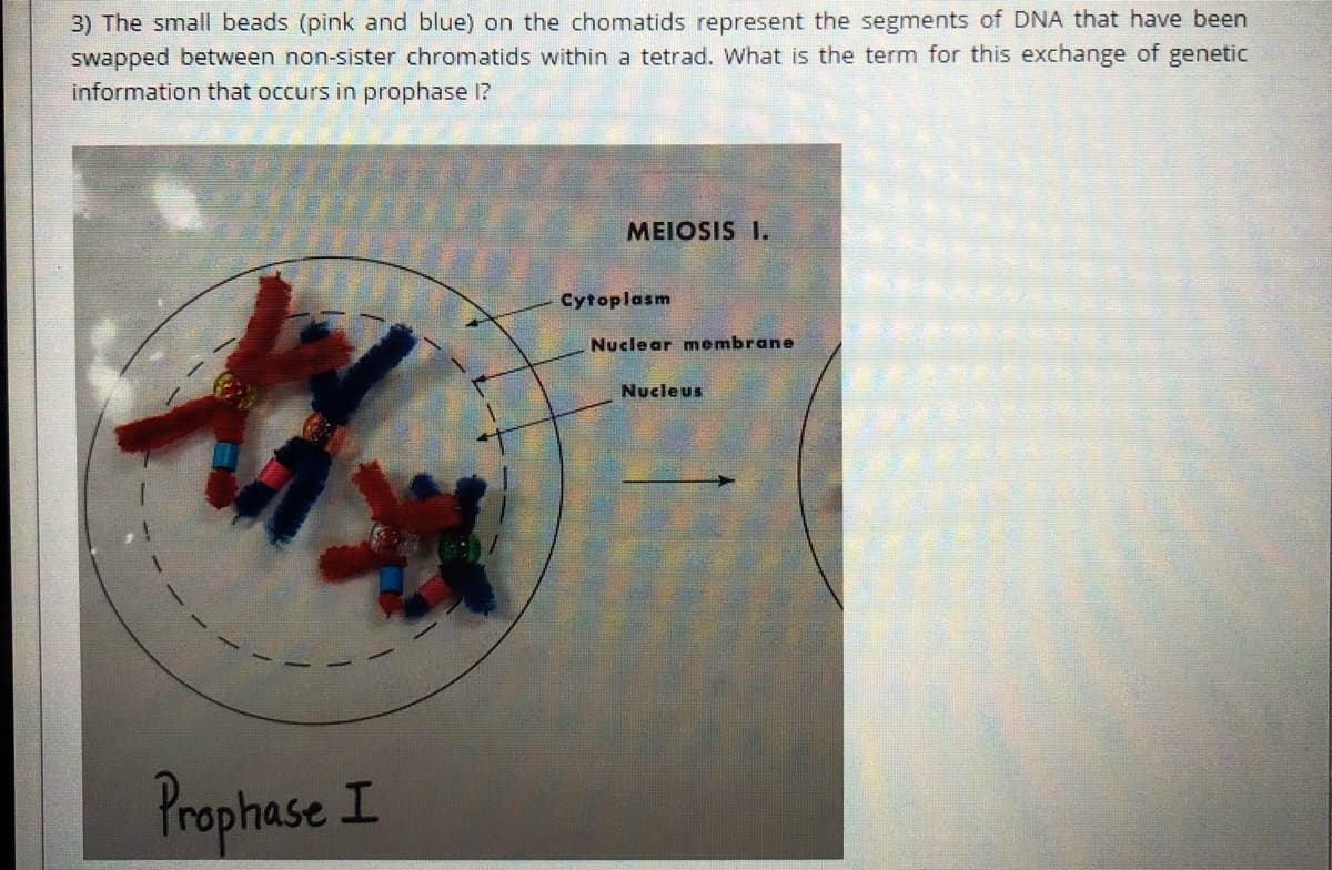 3) The small beads (pink and blue) on the chomatids represent the segments of DNA that have been
swapped between non-sister chromatids within a tetrad. What is the term for this exchange of genetic
information that occurs in prophase 1?
MEIOSIS I.
Cytoplasm
Nuclear membrane
Nucleus
Prophase I
