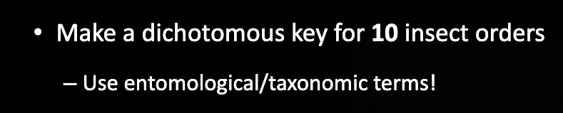 Make a dichotomous key for 10 insect orders
– Use entomological/taxonomic terms!

