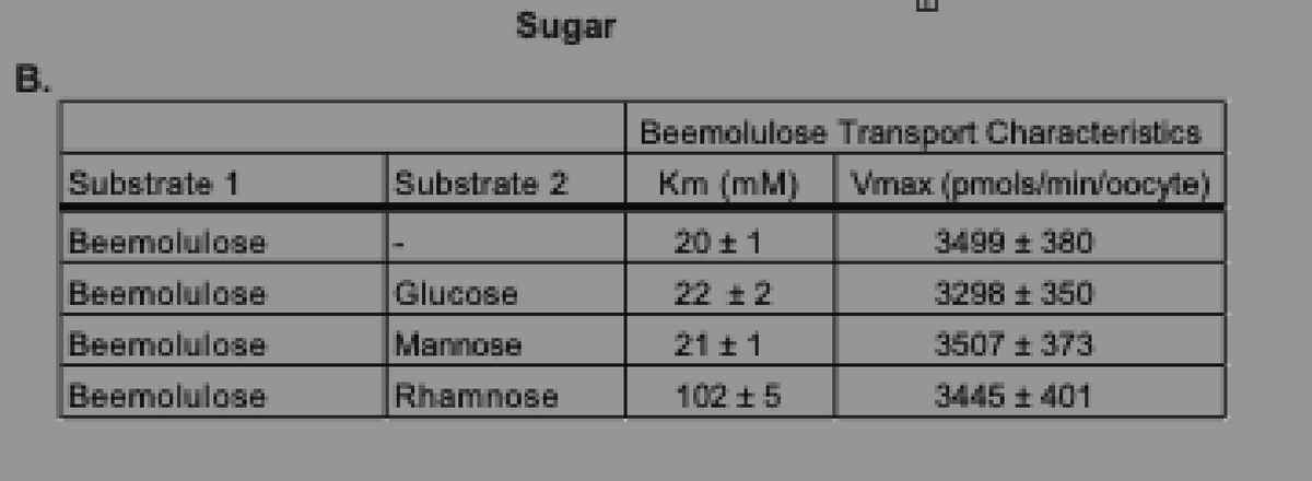 Sugar
В.
Beemolulose Transport Characteristics
Substrate 1
Substrate 2
Km (mM)
Vmax (pmols/min/oocyte)
Beemolulose
20 ± 1
3499 ± 380
Beemolulose
Glucose
22 ±2
3298 ± 350
Beemolulose
Mannose
21 11
3507 + 373
Beemolulose
Rhamnose
102 +5
3445 t 401
