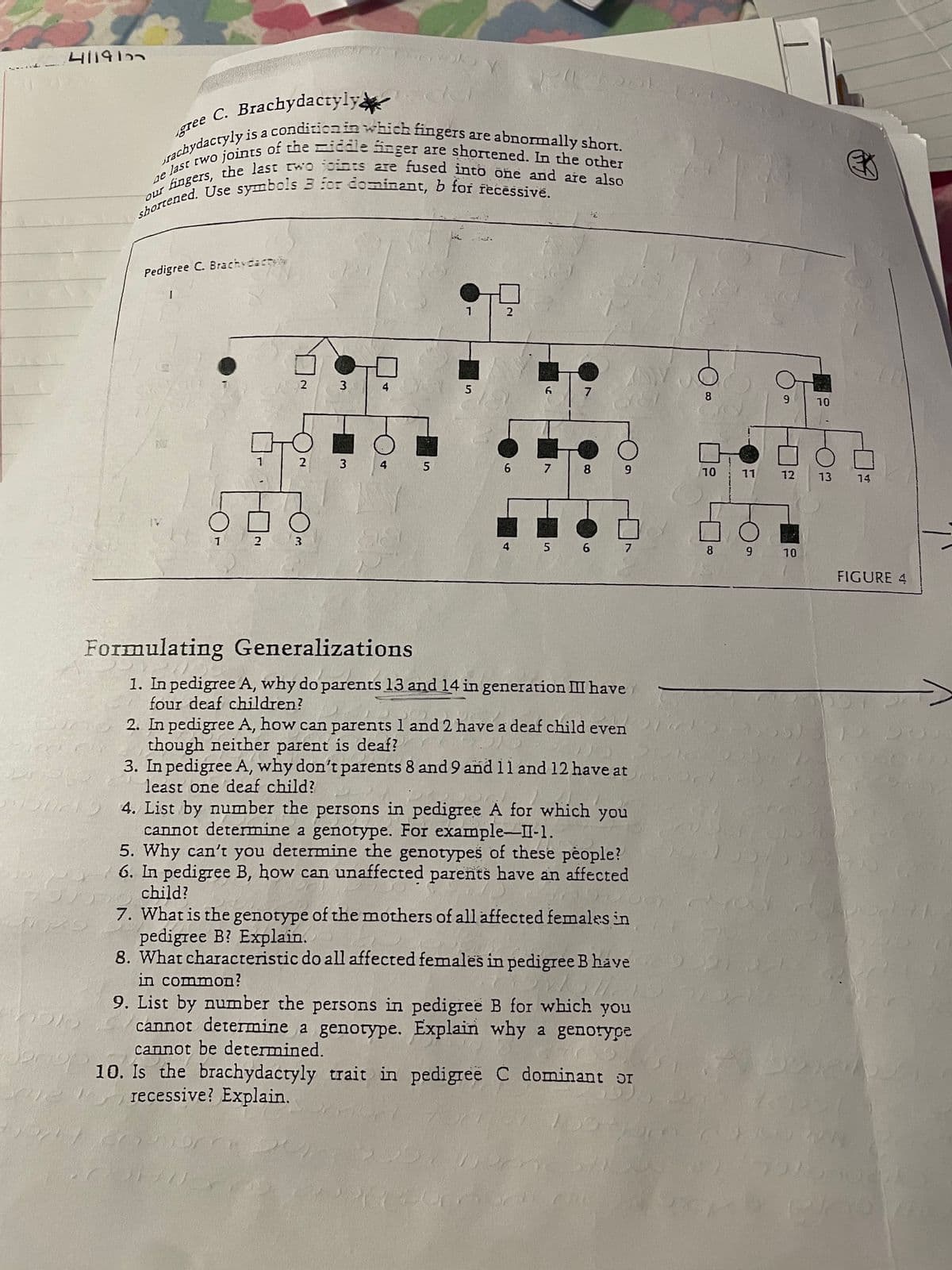 e last two joints of the idde inger are shortened. In the other
ingers, the last two joints are fused into one and are also
4119122
---
ETee C. Brachydactyly
Our
Pedigree C. Brachvcactyy
2 3
4
5
8.
10
3
5
8
OL
11 12
13
14
TV
2
4
5
7
8 9
10
FIGURE 4
Formulating Generalizations
1. In pedigree A, why do parents 13 and 14 in generation III have
four deaf children?
2. In pedigree A, how can parents 1 and 2 have a deaf child even
though neither parent is deaf?
3. In pedigree A, why don't parents 8 and 9 and 1l and 12 have at
least one deaf child?
4. List by number the persons in pedigree A for which you
cannot determine a genotype. For example-II-1.
5. Why can't you determine the genotypes of these pèople?
6. In pedigree B, how can unaffected parents have an affected
child?
7. What is the genotype of the mothers of all affected females in
pedigree B? Explain.
8. What characteristic do all affected females in pedigree B have
in common?
9. List by number the persons in pedigree B for which you
cannot determine a genotype. Explain why a genorype
cannot be determined.
10. Is the brachydactyly trait in pedigree C dominant or
recessive? Explain,
6.
