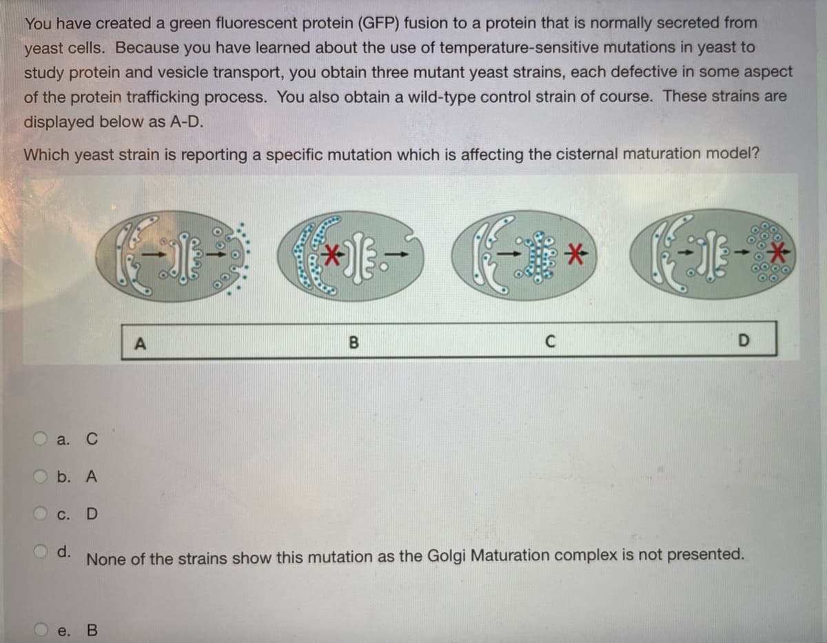 You have created a green fluorescent protein (GFP) fusion to a protein that is normally secreted from
yeast cells. Because you have learned about the use of temperature-sensitive mutations in yeast to
study protein and vesicle transport, you obtain three mutant yeast strains, each defective in some aspect
of the protein trafficking process. You also obtain a wild-type control strain of course. These strains are
displayed below as A-D.
Which yeast strain is reporting a specific mutation which is affecting the cisternal maturation model?
C
a. С
b. A
O c.
d.
None of the strains show this mutation as the Golgi Maturation complex is not presented.
e. В
