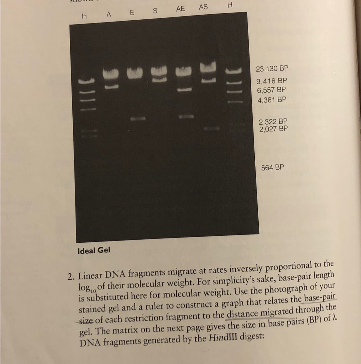 H.
A E S
AE
AS
23,130 BP
9,416 BP
6,557 BP
4,361 BP
2,322 BP
2,027 BP
564 BP
Ideal Gel
2. Linear DNA fragments migrate at rates inversely proportional to the
log,, of their molecular weight. For simplicity's sake, base-pair length
is substituted here for molecular weight. Use the photograph of your
stained gel and a ruler to construct a graph that relates the base-pair
size of each restriction fragment to the distance migrated through the
gel. The matrix on the next page gives the size in base pairs (BP) of A
DNA fragments generated by the HindIII digest:
11I
