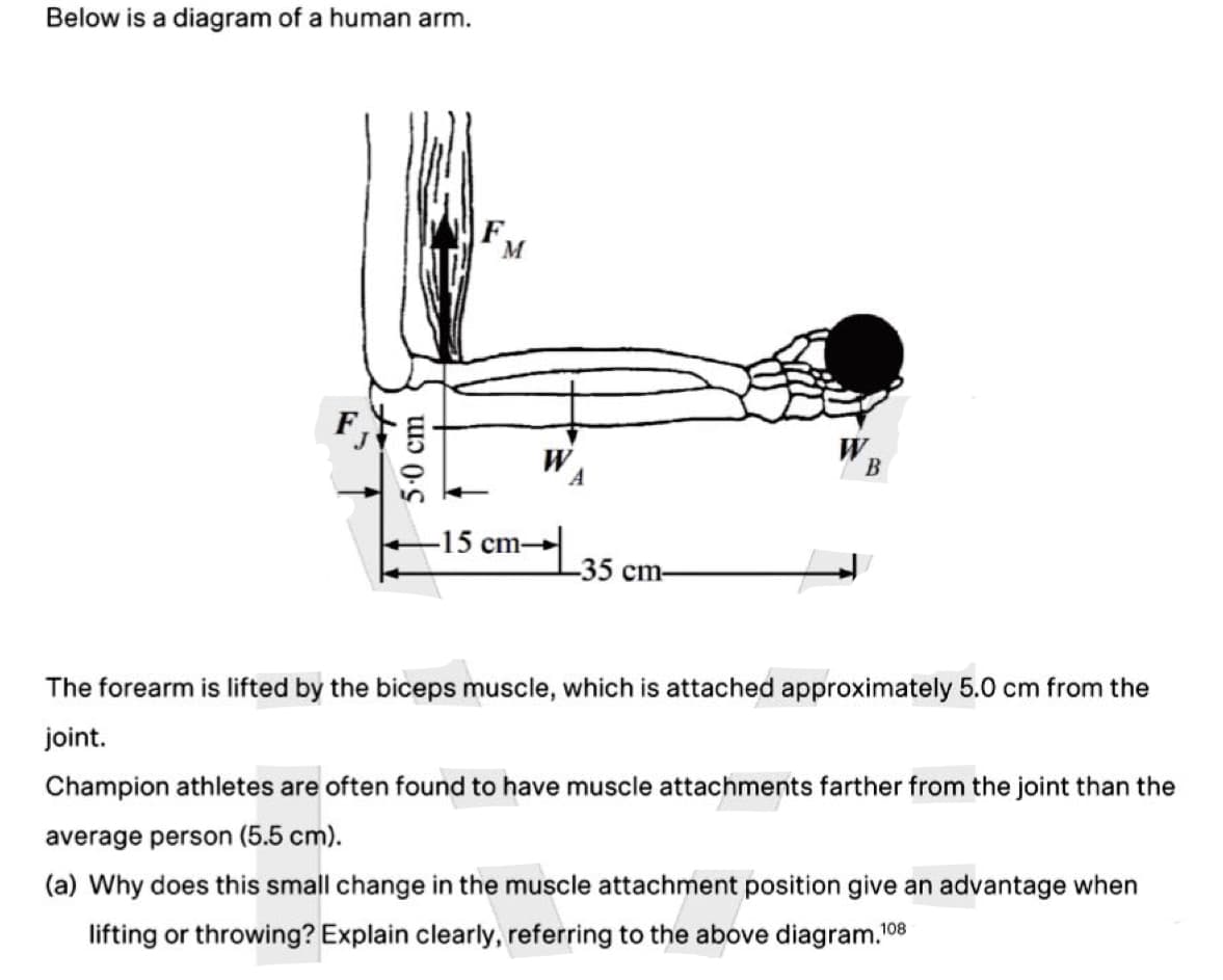 Below is a diagram of a human arm.
5.0 cm
F
M
-15 cm-
Ꮃ .
A
-35 cm-
W
B
The forearm is lifted by the biceps muscle, which is attached approximately 5.0 cm from the
joint.
Champion athletes are often found to have muscle attachments farther from the joint than the
average person (5.5 cm).
(a) Why does this small change in the muscle attachment position give an advantage when
lifting or throwing? Explain clearly, referring to the above diagram.10
108
