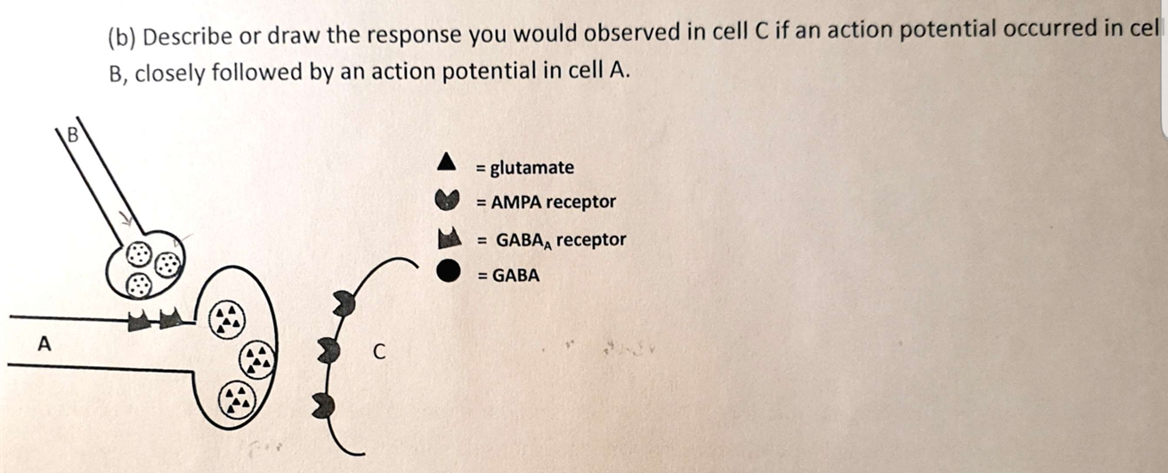 (b) Describe or draw the response you would observed in cell C if an action potential occurred in cel
B, closely followed by an action potential in cell A.
= glutamate
= AMPA receptor
= GABA, receptor
= GABA
