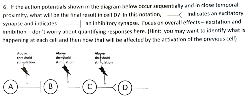 6. If the action potentials shown in the diagram below occur sequentially and in close temporal
proximity, what will be the final result in cell D? In this notation,
< indicates an excitatory
an inhibitory synapse. Focus on overall effects – excitation and
inhibition – don't worry about quantifying responses here. (Hint: you may want to identify what is
happening at each cell and then how that will be affected by the activation of the previous cell)
synapse and indicates
Above
Above
threshold
stimulation
Above
threshold
stimulation
threshold
stimulation
D
