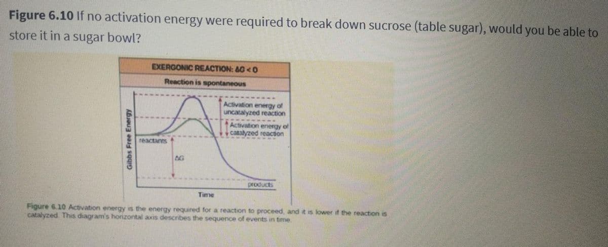 Figure 6.10 If no activation energy were required to break down sucrose (table sugar), would you be able to
store it in a sugar bowl?
Gibbs Free Energy
EXERGONIC REACTION: &G<0
Reaction is spontaneous
Activation energy of
uncatalyzed reaction
Activation enerGYO
▶ catalyzed reaction
Figure 6.10 Activation energy is the energy required for a reaction to proceed, and it is lower if the reaction is
catalyzed. This diagram's horizontal axis describes the sequence of events in time.