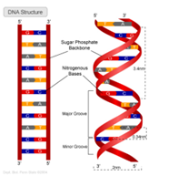 DNA Structure
1
Sugar Phosphate
Backbone