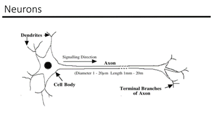 Neurons
Dendrites
Signalling Direction
Axon
(Diameter 1-20μm Length 1mm-20m
Cell Body
Terminal Branches
of Axon