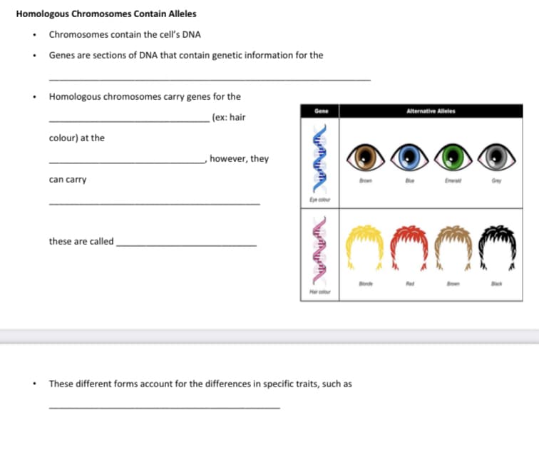Homologous Chromosomes Contain Alleles
• Chromosomes contain the cell's DNA
Genes are sections of DNA that contain genetic information for the
Homologous chromosomes carry genes for the
Gene
(ex: hair
colour) at the
however, they
can carry
Eye colour
these are called
Hair colour
These different forms account for the differences in specific traits, such as
Blonde
Alternative Alleles