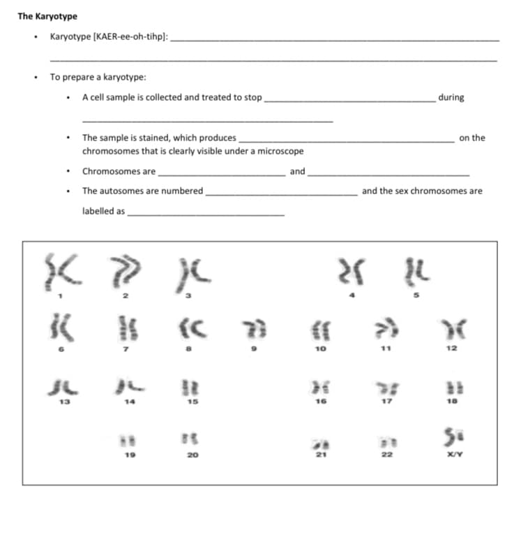 The Karyotype
.
Karyotype [KAER-ee-oh-tihp]:
To prepare a karyotype:
.
A cell sample is collected and treated to stop.
The sample is stained, which produces
chromosomes that is clearly visible under a microscope
Chromosomes are
and
The autosomes are numbered
labelled as
K » ? X
13
14
15
20
.
*
19
73
MP
10
16
21
during
on the
and the sex chromosomes are
25 22
{{
>>
17
22
X
12
18
So
X/Y