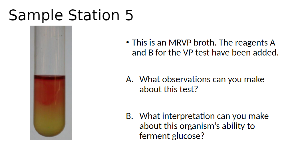 Sample Station 5
This is an MRVP broth. The reagents A
and B for the VP test have been added.
A. What observations can you make
about this test?
B. What interpretation can you make
about this organism's ability to
ferment glucose?