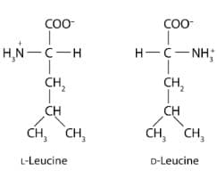 COO-
H₂N-C-H
CH₂
CH
CH₂ CH₂
L-Leucine
COO-
8_1__5__5_
H-C-NH,
CH₂ CH₂
D-Leucine