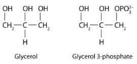 OH OH OH
|||
CH2-C - CH2
Н
Glycerol
오
OH OH OPO
|||
CH-C-CH2
H
Glycerol 3-phosphate