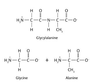 но
| ||
H,Ń-C-C-N-с-с-о
Н
Glycine
HO
II
Н
но
HO
H N-C-C-O + HN-C-C-о
CH₂
Alanine
H CH
Glycylalanine