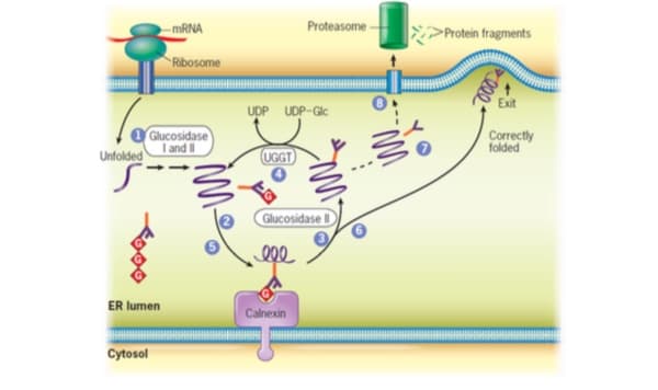-MRNA
Proteasome
Protein fragments
Ribosome
Exit
UpP UDP-Glc
Glucosidase
I and
Unfolded
Correctly
folded
UGGT)
Glucosidase I)
Q00
ER lumen
Calnexin
Cytosol
