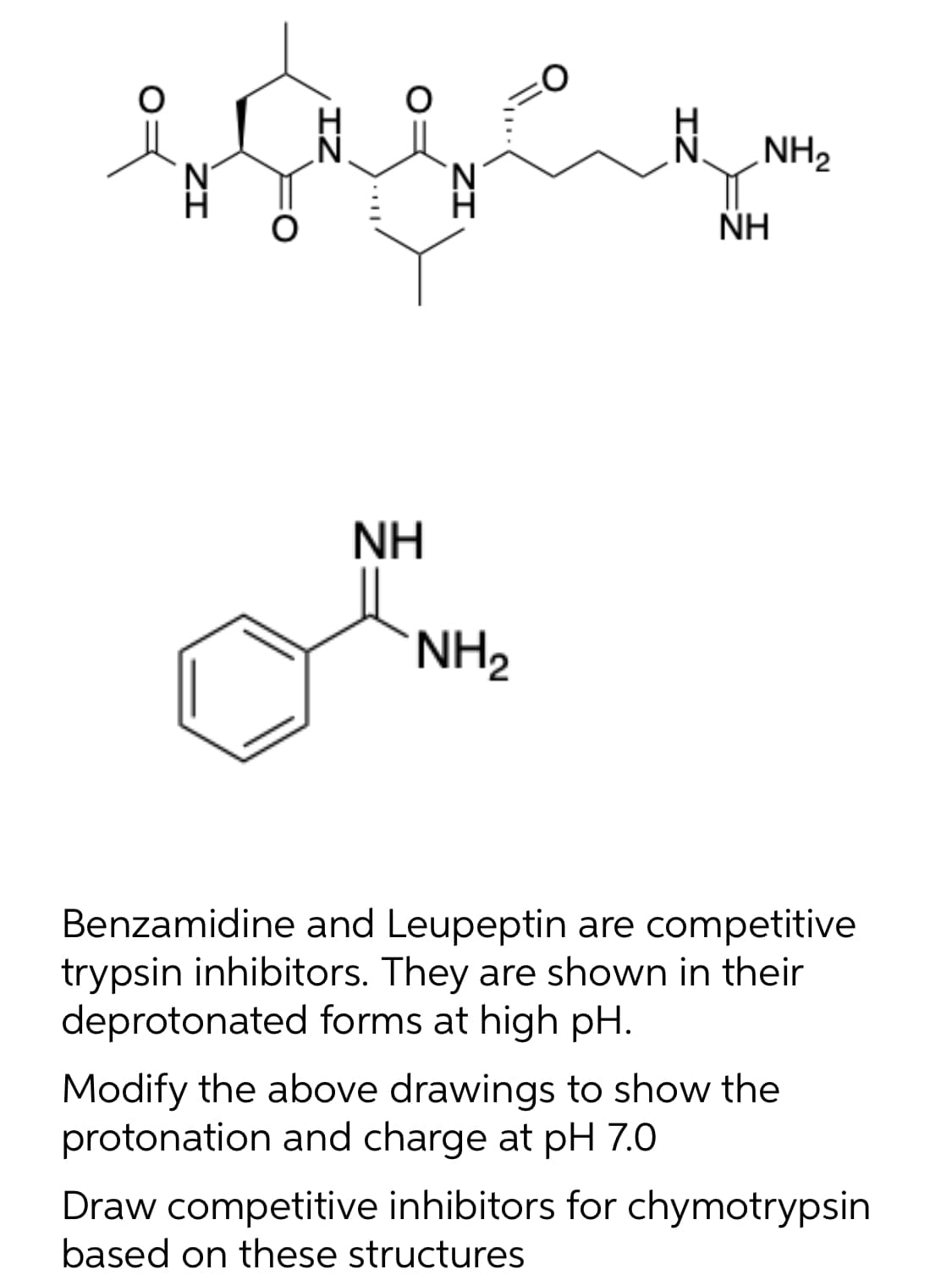 NH2
'N.
NH
NH
NH2
Benzamidine and Leupeptin are competitive
trypsin inhibitors. They are shown in their
deprotonated forms at high pH.
Modify the above drawings to show the
protonation and charge at pH 7.0
Draw competitive inhibitors for chymotrypsin
based on these structures
IZ
ZI
ZI

