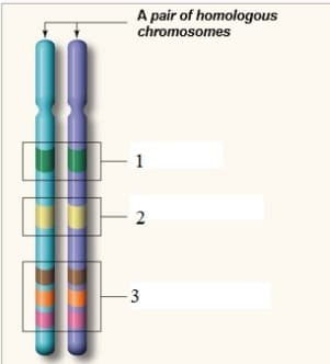 A pair of homologous
chromosomes
- 1
- 2
3.
