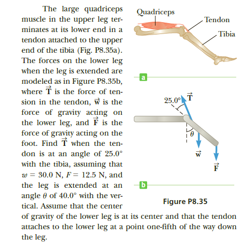 The large quadriceps
muscle in the upper leg ter-
Quadriceps
- Tendon
minates at its lower end in a
- Tibia
tendon attached to the upper
end of the tibia (Fig. P8.35a).
The forces on the lower leg
when the leg is extended are
modeled as in Figure P8.35b,
where T is the force of ten-
a
sion in the tendon, w is the
force of gravity acting on
the lower leg, and F is the
force of gravity acting on the
foot. Find T when the ten-
25.0° T
don is at an angle of 25.0°
with the tibia, assuming that
w = 30.0 N, F = 12.5 N, and
the leg is extended at an
angle 0 of 40.0° with the ver-
Figure P8.35
tical. Assume that the center
of gravity of the lower leg is at its center and that the tendon
attaches to the lower leg at a point one-fifth of the way down
the leg.
13

