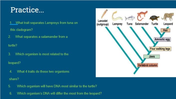 Practice...
Lancelet
1. What trait separates Lampreys from tuna on
(outgroup) Lamprey Tuna Salamander Turtie Leopard
this cladogram?
Hair
2. What separates a salamander from a
Amniotic egg
turtle?
Four walking legs
3.
Which organism is most related to the
Jows
leopard?
Vertebral column
4.
What 4 traits do these two organisms
share?
5.
Which organism will have DNA most similar to the turtle?
6.
Which organism's DNA will differ the most from the leopard?
