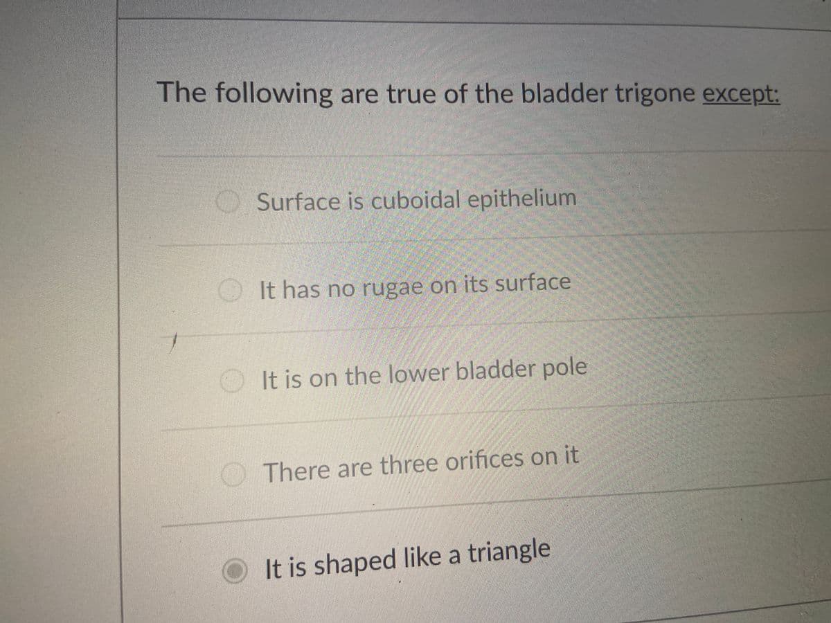 The following are true of the bladder trigone except:
O Surface is cuboidal epithelium
OIt has no rugae on its surface
It is on the lower bladder pole
There are three orifices on it
It is shaped like a triangle
