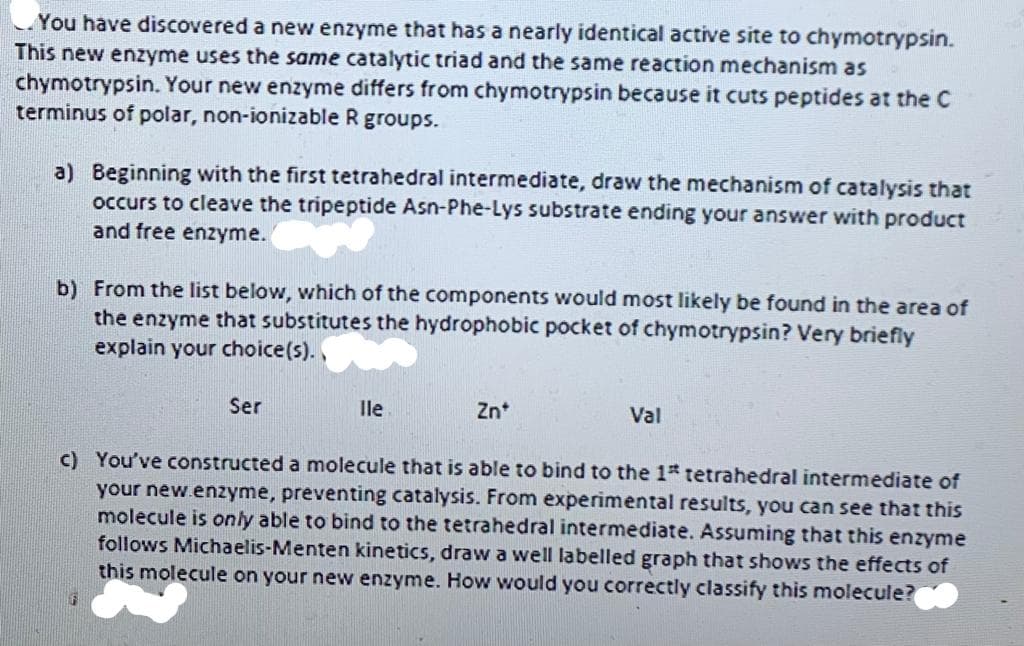 You have discovered a new enzyme that has a nearly identical active site to chymotrypsin.
This new enzyme uses the same catalytic triad and the same reaction mechanism as
chymotrypsin. Your new enzyme differs from chymotrypsin because it cuts peptides at the C
terminus of polar, non-ionizable R groups.
a) Beginning with the first tetrahedral intermediate, draw the mechanism of catalysis that
occurs to cleave the tripeptide Asn-Phe-Lys substrate ending your answer with product
and free enzyme.
b) From the list below, which of the components would most likely be found in the area of
the enzyme that substitutes the hydrophobic pocket of chymotrypsin? Very briefly
explain your choice(s).,
Ser
lle
Zn
Val
c) You've constructed a molecule that is able to bind to the 1 tetrahedral intermediate of
your new.enzyme, preventing catalysis. From experimental results, you can see that this
molecule is only able to bind to the tetrahedral intermediate. Assuming that this enzyme
follows Michaelis-Menten kinetics, draw a well labelled graph that shows the effects of
this molecule on your new enzyme. How would you correctly classify this molecule?
