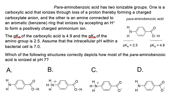 Para-aminobenzoic acid has two ionizable groups. One is a
carboxylic acid that ionizes through loss of a proton thereby forming a charged
para-aminobenzoic acid
carboxylate anion, and the other is an amine connected to
an aromatic (benzene) ring that ionizes by accepting an H+
to form a positively charged ammonium ion.
The pk of the carboxylic acid is 4.9 and the pk of the
amino group is 2.5. Assume that the intracellular pH within a
bacterial cell is 7.0.
N-
H
O-H
H +
H-N-
H
pK₂ = 2.5
Which of the following structures correctly depicts how most of the para-aminobenzoic
acid is ionized at pH 7?
A.
B.
O-H
C.
H
H +
H-N-
H
H
D.
H
N-
O-H
H
pK₂ = 4.9