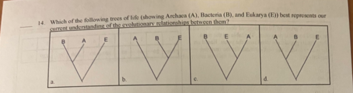14. Which of the following trees of life (showing Archaca (A), Bacteria (B), and Eukarya (E)) best represents our
current understanding of the evolutionary relationships between them?
B
E
E
B
E
B
vvv
b.
d.
a.