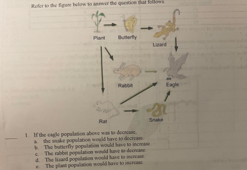 Refer to the figure below to answer the question that follows.
4-
Plant
Butterfly
Lizard
Rabbit
Rat
Snake
1. If the eagle population above was to decrease,
a. the snake population would have to decrease.
b. The butterfly population would have to increase.
c. The rabbit population would have to decrease.
The lizard population would have to increase.
The plant population would have to increase.
d.
e.
Eagle