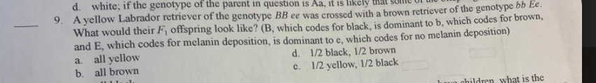 d. white; if the genotype of the parent in question is Aa, it is likely
9. A yellow Labrador retriever of the genotype BB ee was crossed with a brown retriever of the genotype bb e.
What would their F, offspring look like? (B, which codes for black, is dominant to b, which codes for brown,
and E, which codes for melanin deposition, is dominant to e, which codes for no melanin deposition)
a. all yellow
b. all brown
d. 1/2 black, 1/2 brown
e. 1/2 yellow, 1/2 black
nhildren what is the
