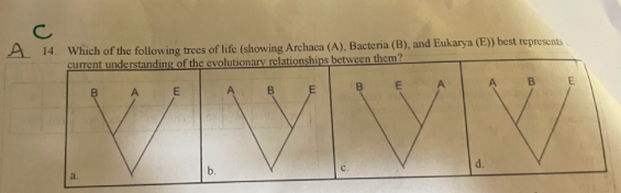 с
A 14.
Which of the following trees of life (showing Archaca (A), Bacteria (B), and Eukarya (E)) best represents
current understanding of the evolutionary relationships between them?
B
B
E
B
B
E
d.
a.