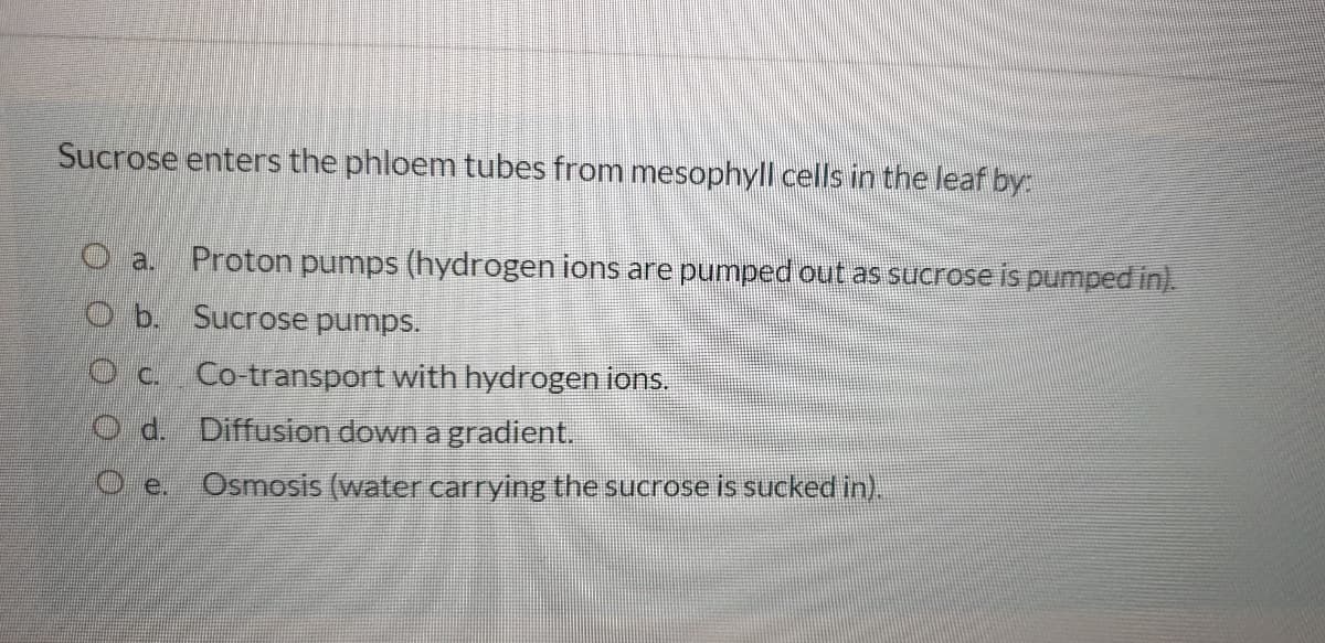 Sucrose enters the phloem tubes from mesophyll cells in the leaf by:
O a.
Proton pumps (hydrogen ions are pumped out as sucrose is pumped in).
O b. Sucrose pumps.
Oc.
Co-transport with hydrogen ions.
O d. Diffusion down a gradient.
O e Osmosis (water carrying the sucrose is sucked in).
