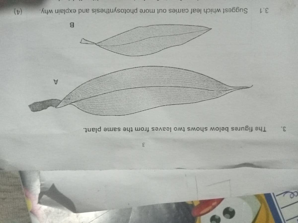 The figures below shows two leaves from the same plant.
A.
3.1 Suggest which leaf carries out more photosynthesis and explain why.
(4)
3.
3.
