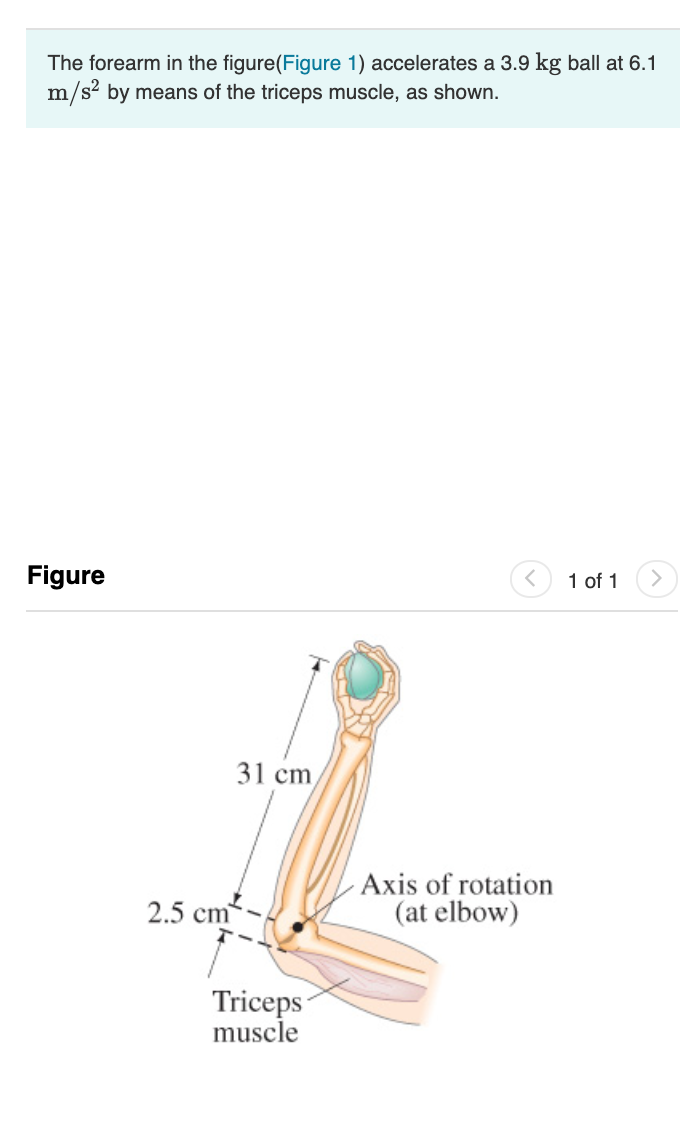 The forearm in the figure(Figure 1) accelerates a 3.9 kg ball at 6.1
m/s2 by means of the triceps muscle, as shown.
Figure
1 of 1
31 cm
2.5 cm
Axis of rotation
(at elbow)
Triceps
muscle
